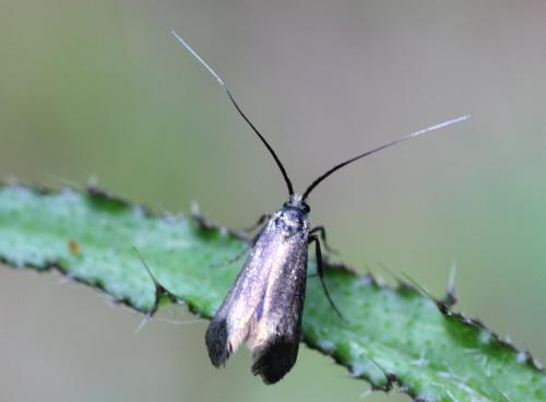 Adela reaumurella